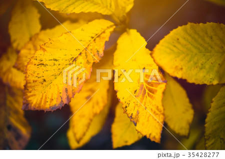 Autumn yellow leafs close up with dark background Autumn yellow leafs close up with dark background 35428277