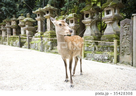 見つめる鹿 35428308