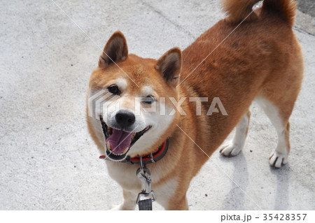 カメラ目線で笑顔の柴犬 35428357