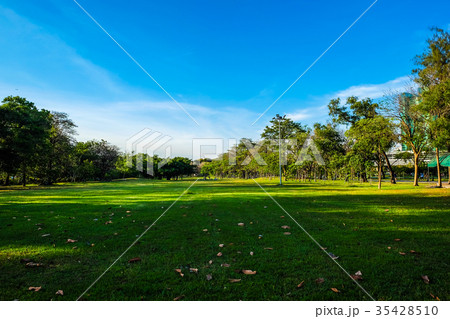 Nature public park with tree and meadow green lawn Nature public park with tree and meadow green lawn 35428510