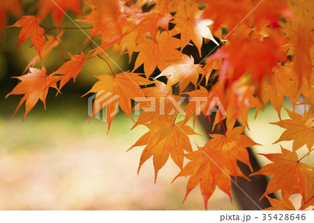 しっとりした紅葉 しっとりした紅葉 35428646