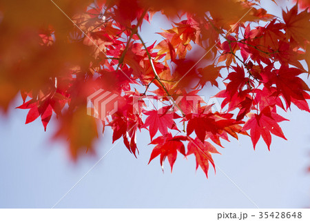 紅葉（空バック） 35428648