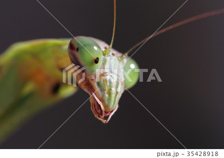 オオカマキリの顔のクローズアップ 35428918