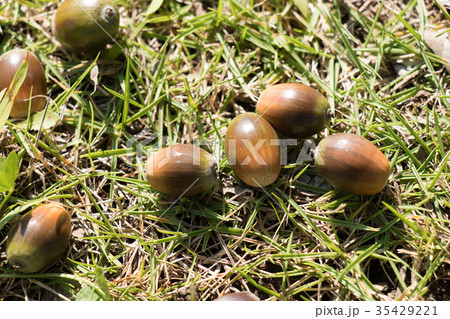 どんぐり 木の実 秋 の写真素材