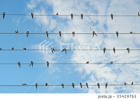 flock of swallows on blue sky 35429763