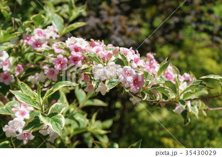 オオベニウツギ オオベニウツギ 35430029