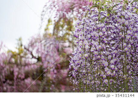 藤の花 35431144