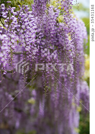 藤の花 35431168