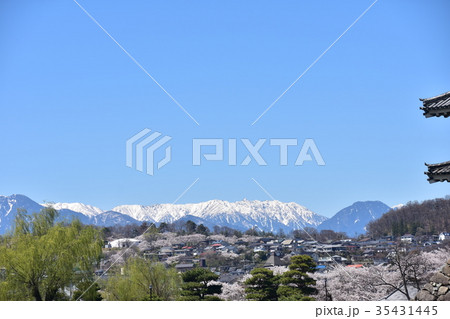 春の松本城と桜　快晴の青空　アルプスの山々を望む絶景 35431445