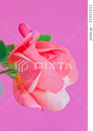Macro pink rose flower Macro pink rose flower 35431815