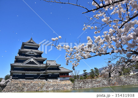 春の国宝松本城　満開の桜と快晴の青空 35431938