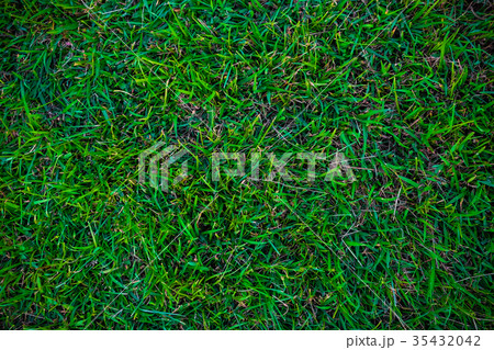 Empty green grass background 35432042
