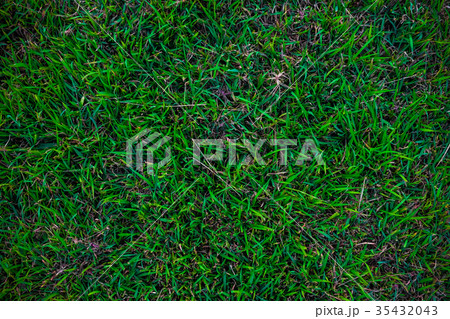 Empty green grass background Empty green grass background 35432043