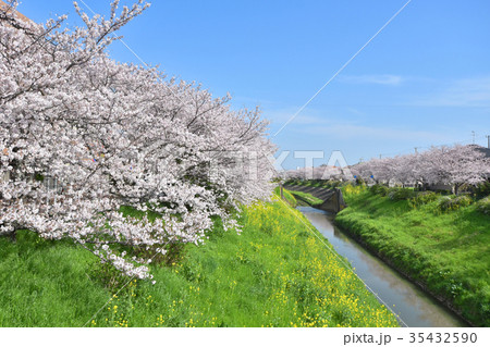 豊田川の桜並木 豊田川の桜並木 35432590
