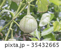 Closeup of eggplants or solanum laciniatum. 35432665