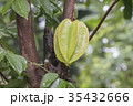 Star fruit hanging on a tree.Carambola tree 35432666