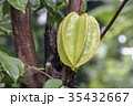 Star fruit hanging on a tree.Carambola tree 35432667