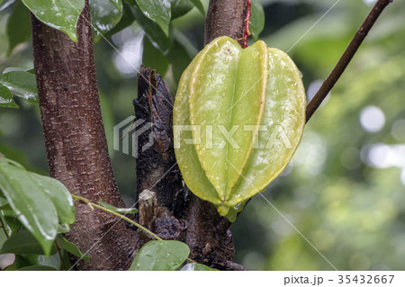Star fruit hanging on a tree.Carambola tree 35432667