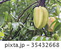 Star fruit hanging on a tree.Carambola tree 35432668