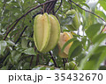 Star fruit hanging on a tree.Carambola tree 35432670