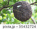 Close up of bees on honeycomb with lemon tree 35432724