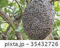 Close up of bees on honeycomb with lemon tree. 35432726