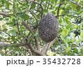Close up of bees on honeycomb with lemon tree. 35432728