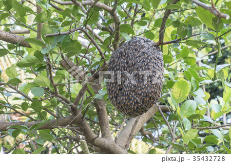 Close up of bees on honeycomb with lemon tree. 35432728