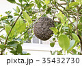 Close up of bees on honeycomb with lemon tree. 35432730