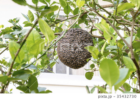 Close up of bees on honeycomb with lemon tree. Close up of bees on honeycomb with lemon tree. 35432730