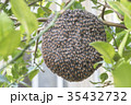 Close up of bees on honeycomb with lemon tree. 35432732