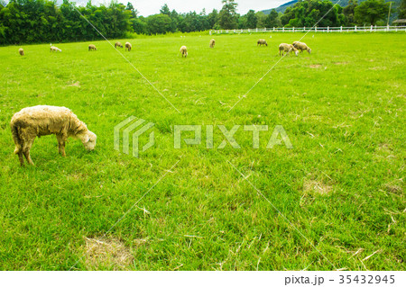 Sheep on grasslands. Sheep on grasslands. 35432945
