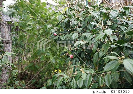 加古川 円照寺 花の寺 10月下旬撮影 加古川 円照寺 花の寺 10月下旬撮影 35433019