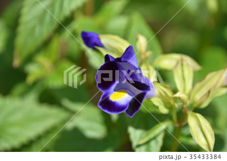 トレニア トレニア 35433384