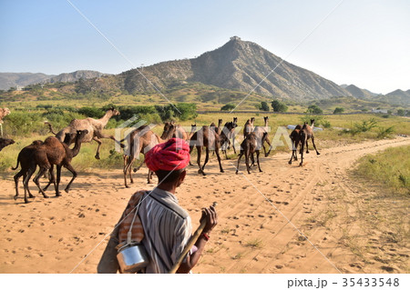 インド　プシュカルのラクダ祭り　砂丘を移動するラクダの群れとラクダ使い　山頂のヒンドゥー教寺院　 35433548