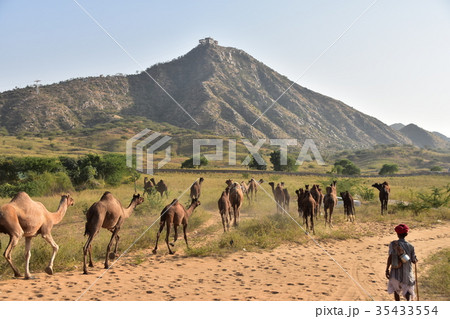 インド プシュカルのラクダ祭り 砂丘を移動するラクダの群れとラクダ使い 山頂のヒンドゥー教寺院 インド プシュカルのラクダ祭り 砂丘を移動するラクダの群れとラクダ使い 山頂のヒンドゥー教寺院 35433554
