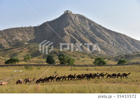インド　プシュカルのラクダ祭り　砂丘を移動するラクダの群れ 35433572