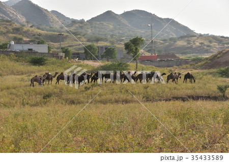 インド　プシュカルのラクダ祭り　砂丘を移動するラクダの群れとラクダ使い　山頂のヒンドゥー教寺院　 35433589