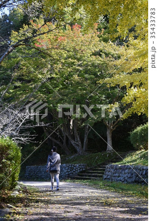 茂原公園のイチョウ並木の散策路 35433783