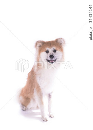 秋田犬　日本犬　天然記念物　人気犬　大型犬種 35434146