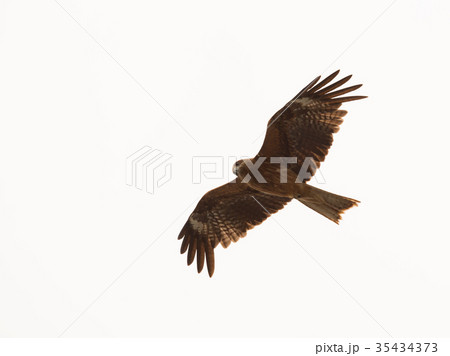 Adult red Japanese eagle fly on white background 35434373