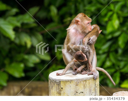Three monkeys by one mother hug two kid 35434379