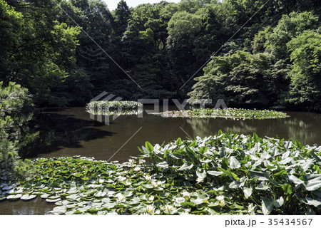 睡蓮池 35434567