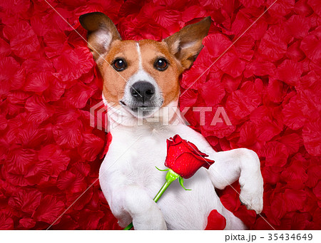 dog love rose valentines dog love rose valentines 35434649