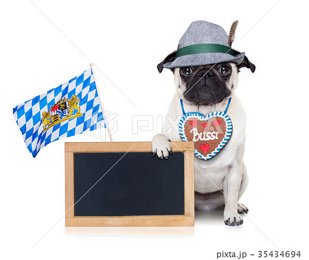 bavarian german pug dog 35434694
