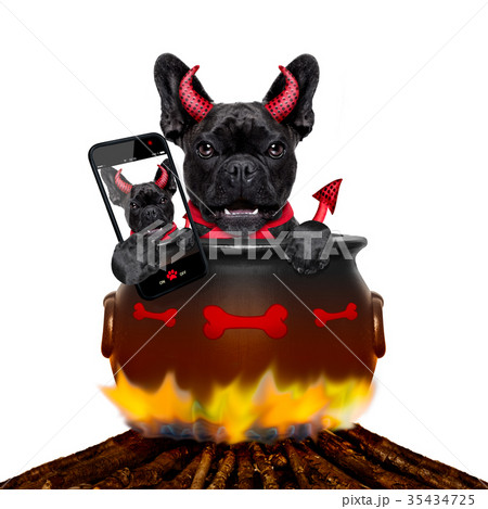 halloween dog and bonfire 35434725