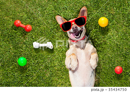 dog plays with owner looking up dog plays with owner looking up 35434750