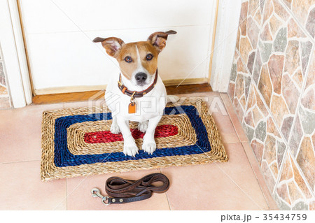 dog and owner  with leash dog and owner  with leash 35434759