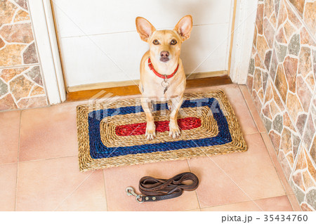 dog and owner with leash dog and owner with leash 35434760