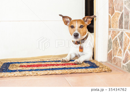 dog and owner 35434762